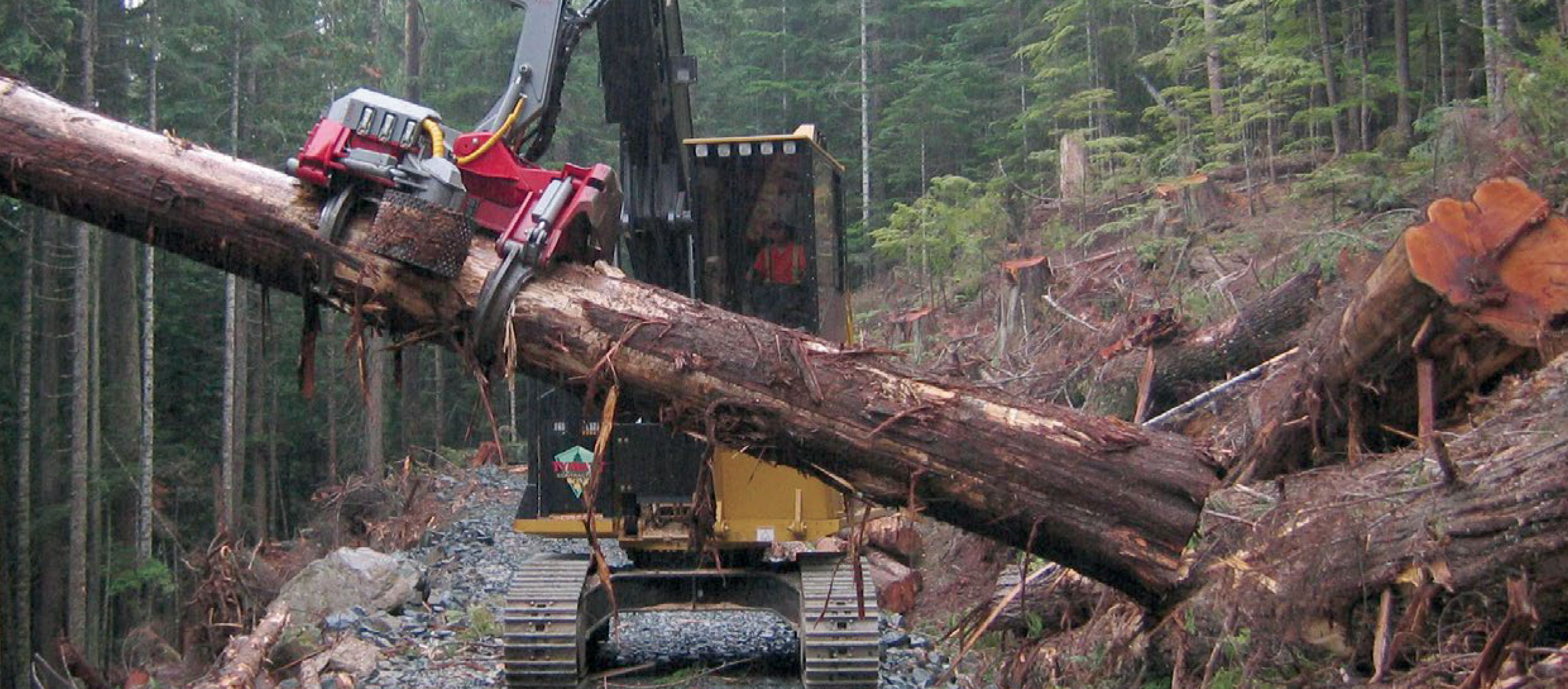 processoiri forestali log max